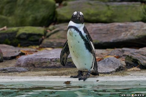 Gemeinde Straubing Landkreis Straubing-Bogen Zoo Tiergarten Straubing (Dirschl Johann) Deutschland SR